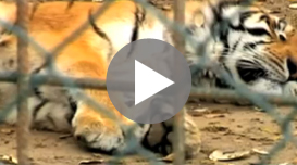 presentacion londres